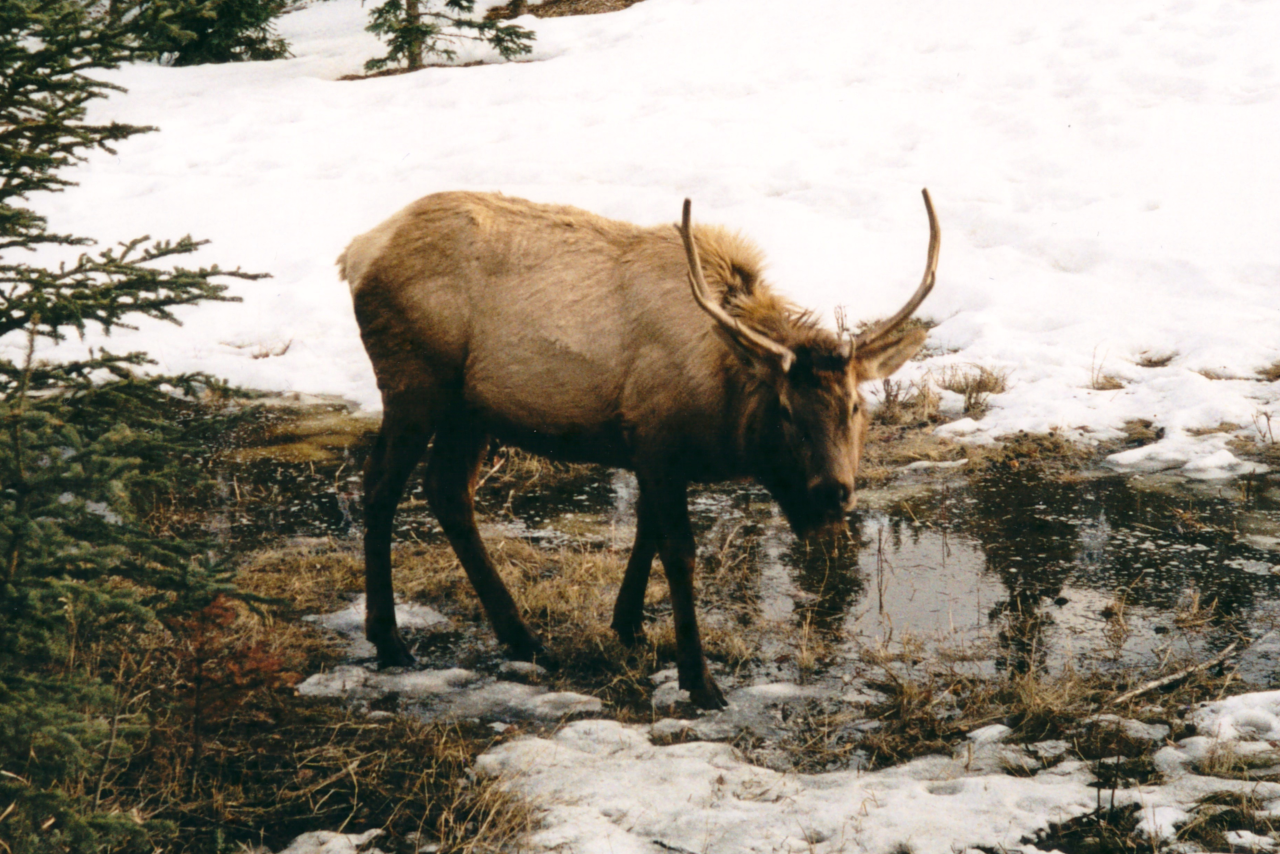 Banff 1998
