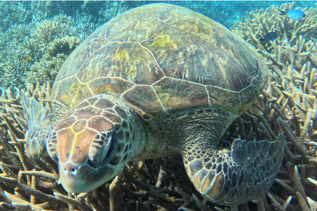 Australia 2o26