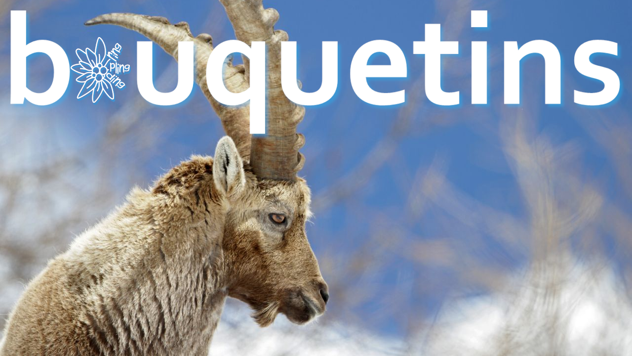 Bouquetins 2o26