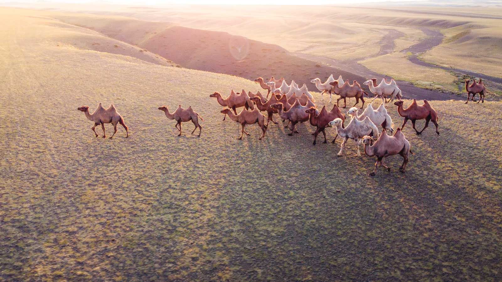 Parapente Roadtrip to Mongolia 2o26